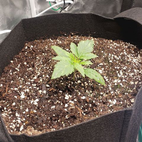 Unknown strain growlog timeline photo