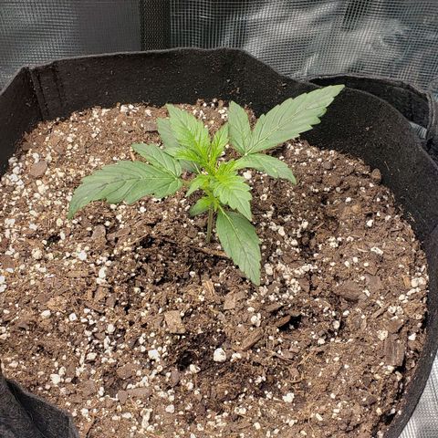 Unknown strain growlog timeline photo