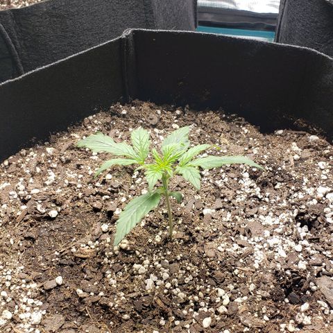 Unknown strain growlog timeline photo