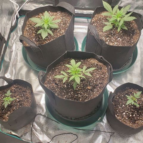 Unknown strain growlog timeline photo
