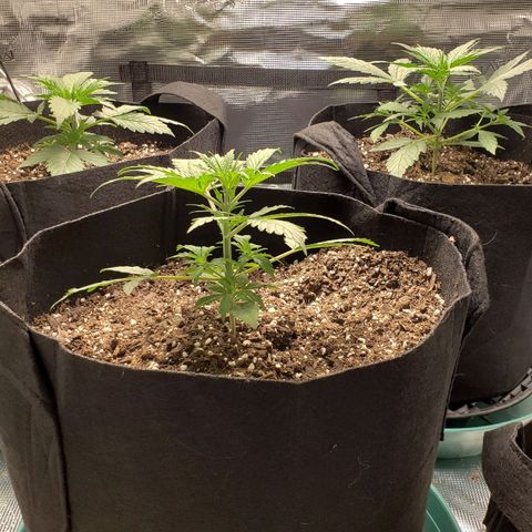 Unknown strain growlog photo: 77 degrees and 41% humidity 