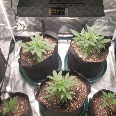 Unknown strain growlog timeline photo