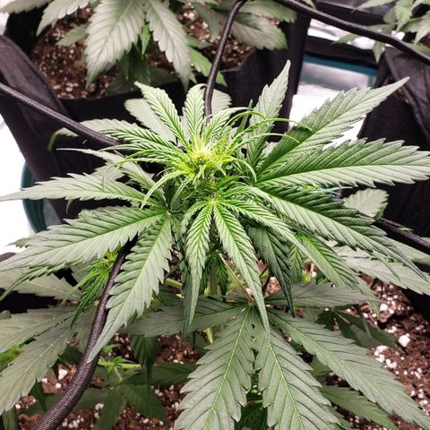 Unknown strain growlog timeline photo