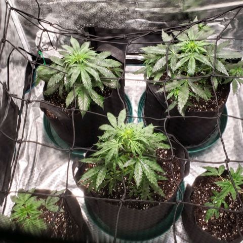 Unknown strain growlog timeline photo