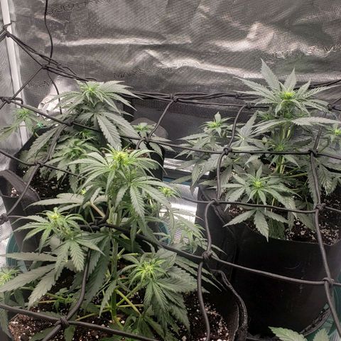 Unknown strain growlog timeline photo