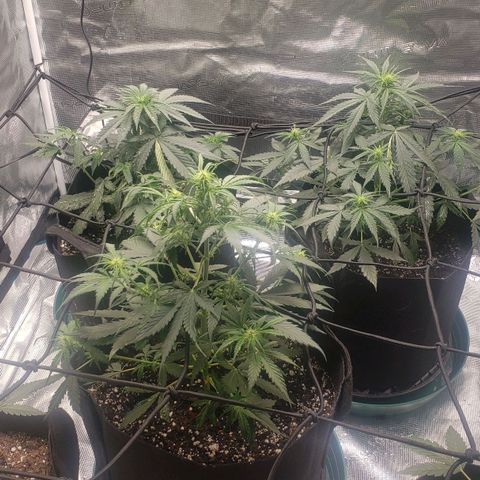 Unknown strain growlog photo: 75degrees and 56 humidity fed a light mixture by watering can about a gallon between all three pots about 3 seconds each