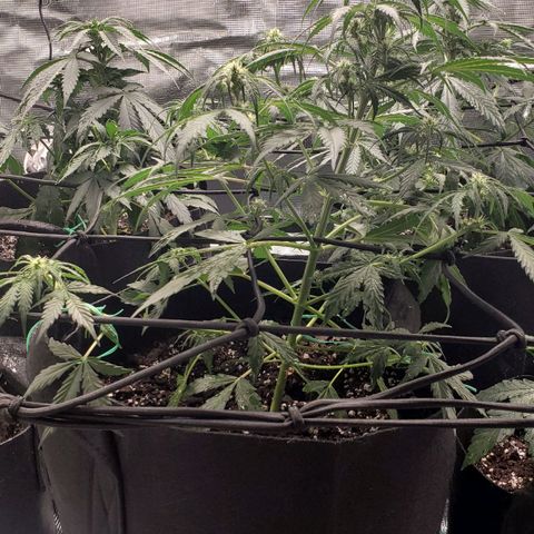 Unknown strain growlog timeline photo