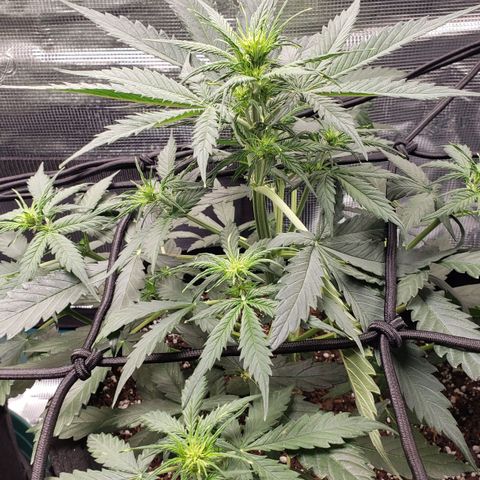Unknown strain growlog timeline photo