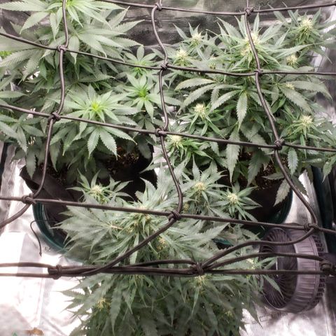 Unknown strain growlog timeline photo