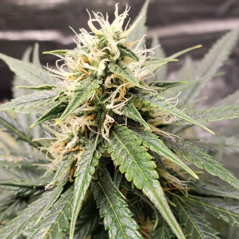 Unknown strain growlog timeline photo