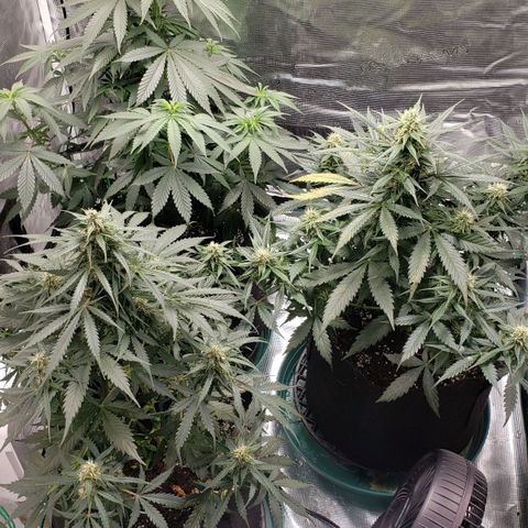 Unknown strain growlog timeline photo