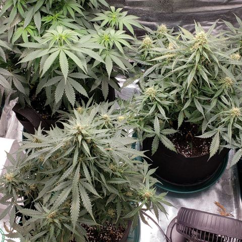 Unknown strain growlog timeline photo