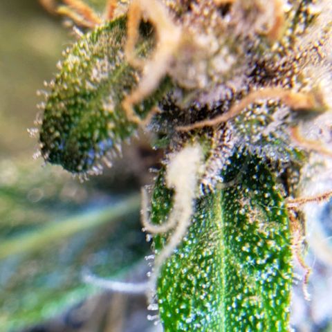 Unknown strain growlog timeline photo