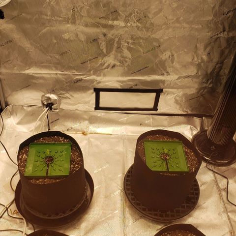 Runtz Muffin growlog timeline photo