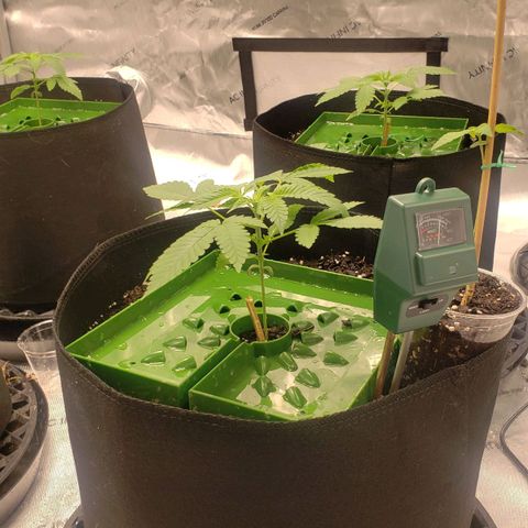 Runtz Muffin growlog timeline photo