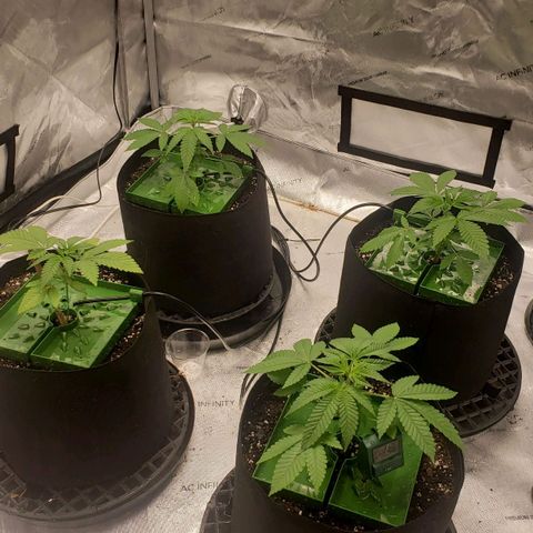 Runtz Muffin growlog timeline photo