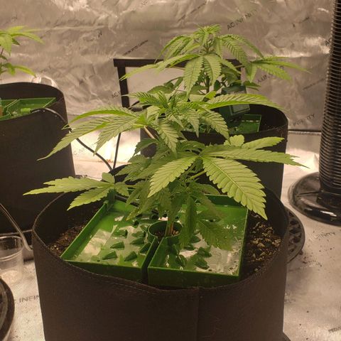 Runtz Muffin growlog timeline photo