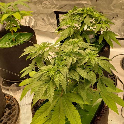 Runtz Muffin growlog timeline photo