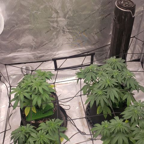 Runtz Muffin growlog timeline photo