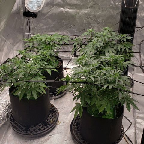 Runtz Muffin growlog timeline photo