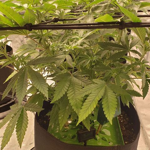 Runtz Muffin growlog timeline photo