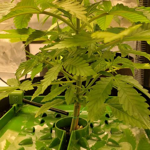 Runtz Muffin growlog timeline photo