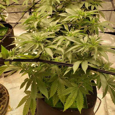 Runtz Muffin growlog timeline photo