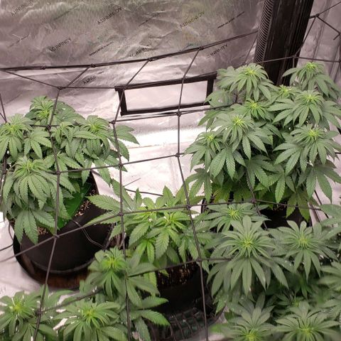 Runtz Muffin growlog timeline photo
