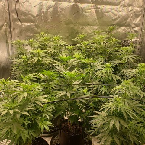Runtz Muffin growlog timeline photo