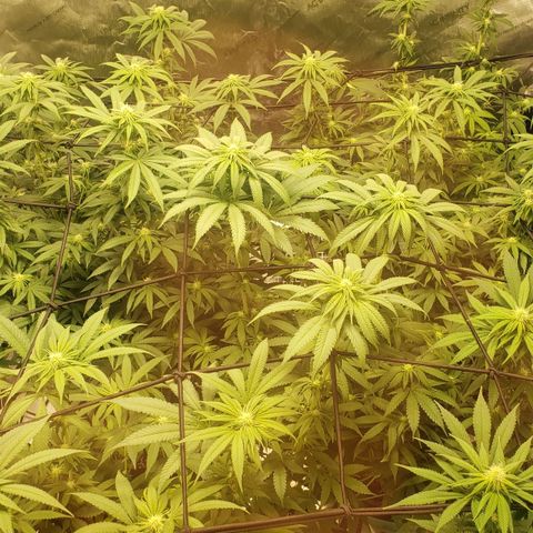 Runtz Muffin growlog timeline photo