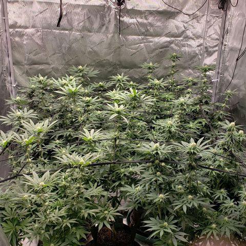Runtz Muffin growlog timeline photo