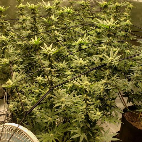 Runtz Muffin growlog timeline photo