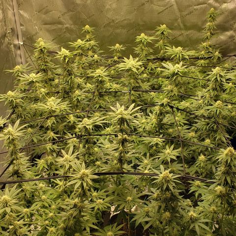 Runtz Muffin growlog timeline photo