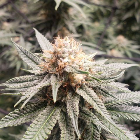 Runtz Muffin growlog timeline photo