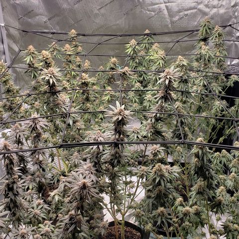 Runtz Muffin growlog timeline photo