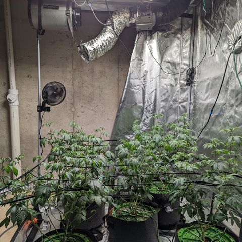 Grandpas Cookies growlog timeline photo