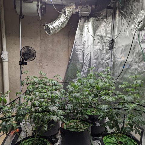 Grandpas Cookies growlog timeline photo