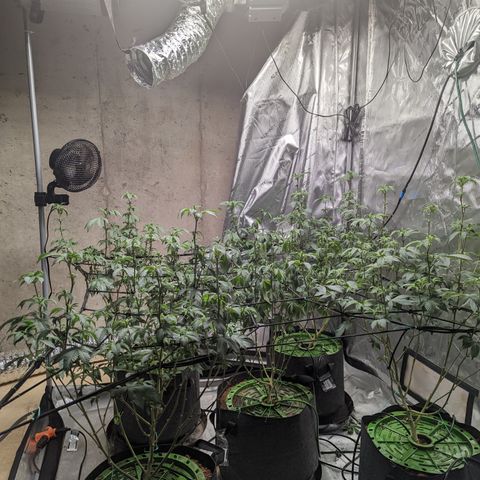 Grandpas Cookies growlog timeline photo