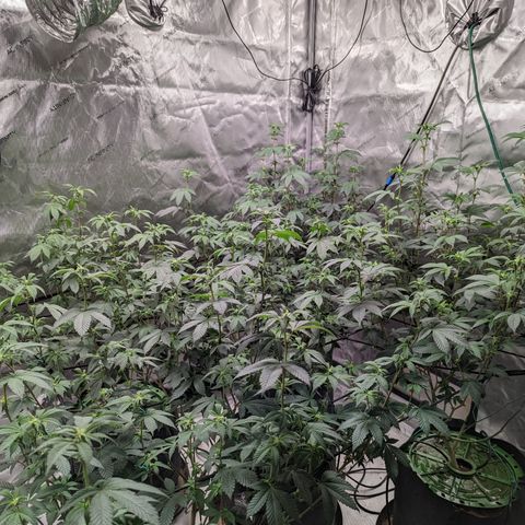 Grandpas Cookies growlog timeline photo