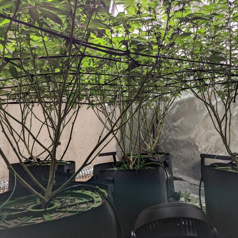 Grandpas Cookies growlog timeline photo