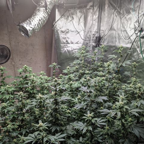 Grandpas Cookies growlog timeline photo