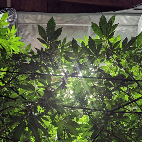 Grandpas Cookies growlog timeline photo