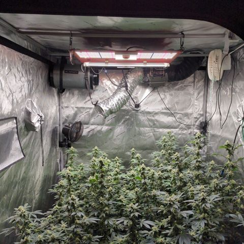 Grandpas Cookies growlog timeline photo