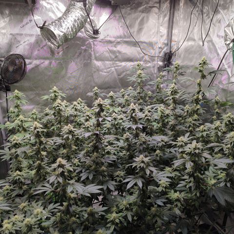 Grandpas Cookies growlog timeline photo