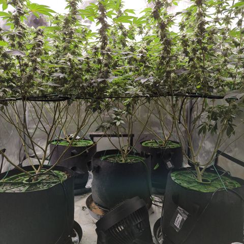 Grandpas Cookies growlog timeline photo