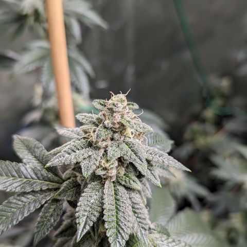 Grandpas Cookies growlog timeline photo