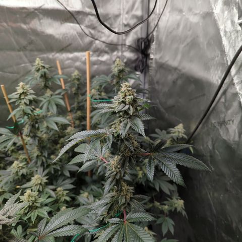 Grandpas Cookies growlog photo: Amazing 😍