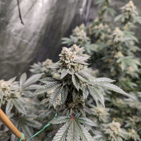 Grandpas Cookies growlog timeline photo