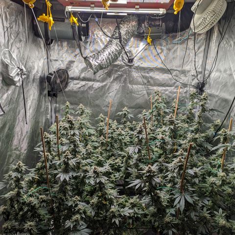 Grandpas Cookies growlog timeline photo