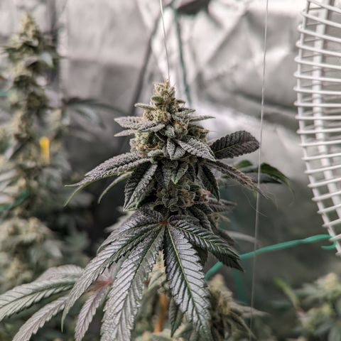 Grandpas Cookies growlog timeline photo